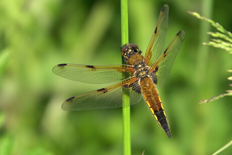 De bruine korenbout libelle, jong mannetje.