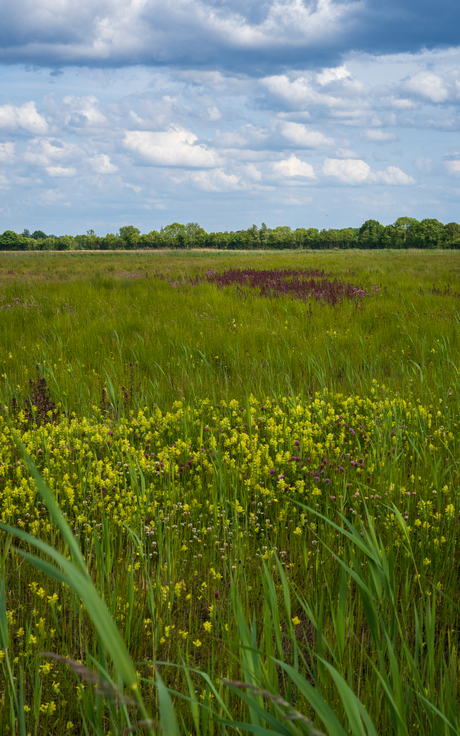 Kleurrijk landschap