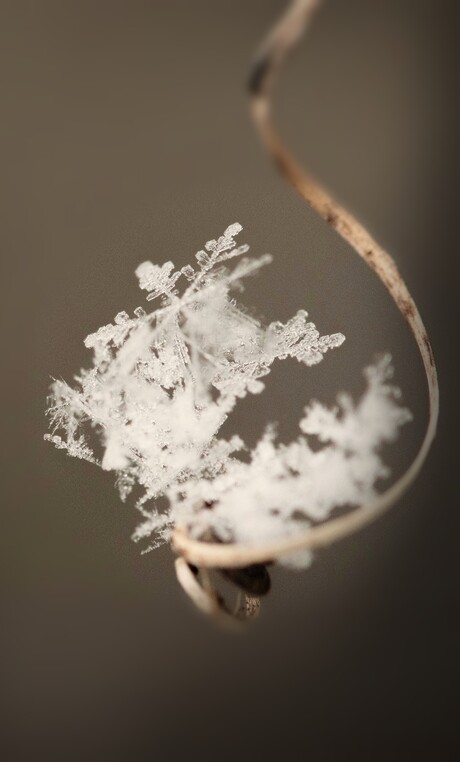 Sneeuwvlokken op de passieflora