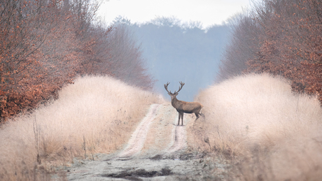 Geweidrager in het berijpte landschap