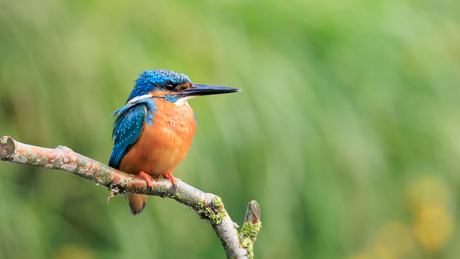 IJsvogel