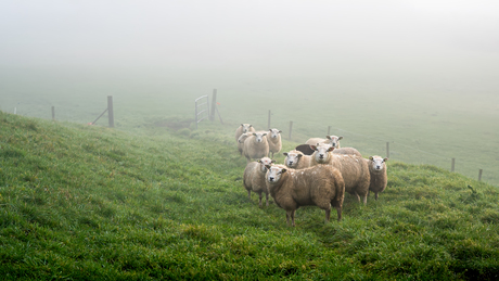 Schaapjes in de mist