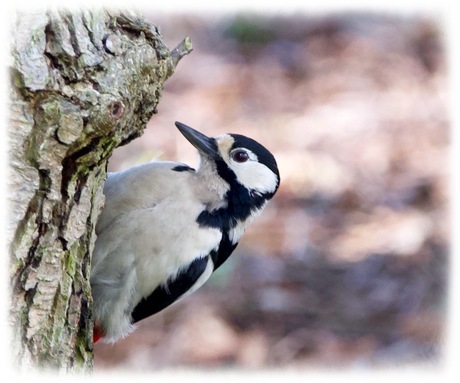 Grote bonte Specht