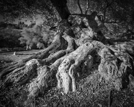 Oude olijfboom wortels