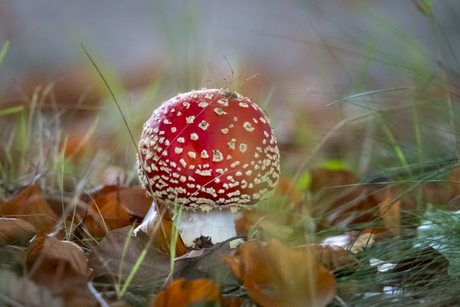 Paddenstoel 