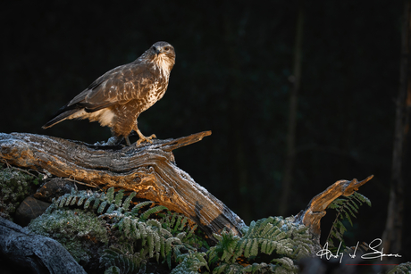 buizerd