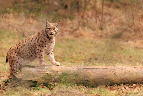 lynx