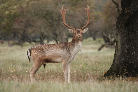 Damhert in de Amsterdamse Waterleidingsduinen