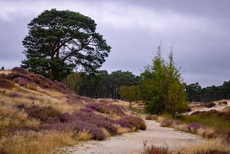 Heide landschap 