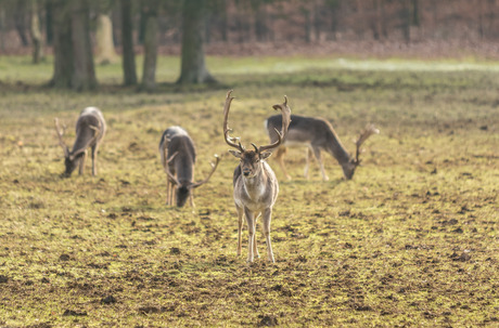 Hertenkamp