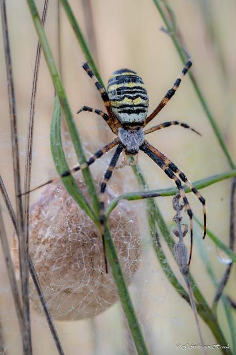 Wespspin met ei cocon.