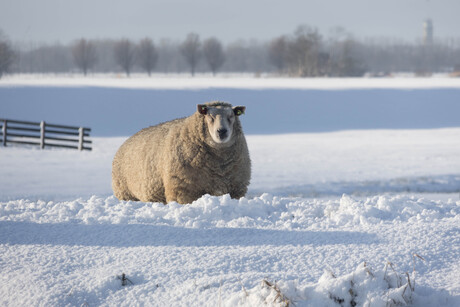 Sneeuwschaap