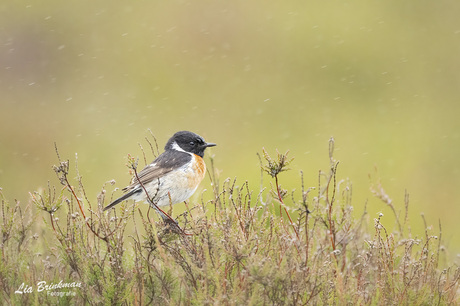 roodborsttapuit in de regen