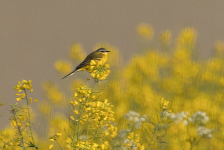 gele kwikstaart tussen het gele koolzaad