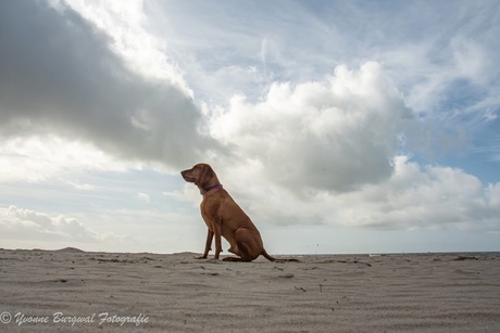 Hij ging er lekker voor zitten
