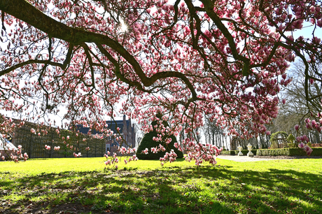 Magnolia boom