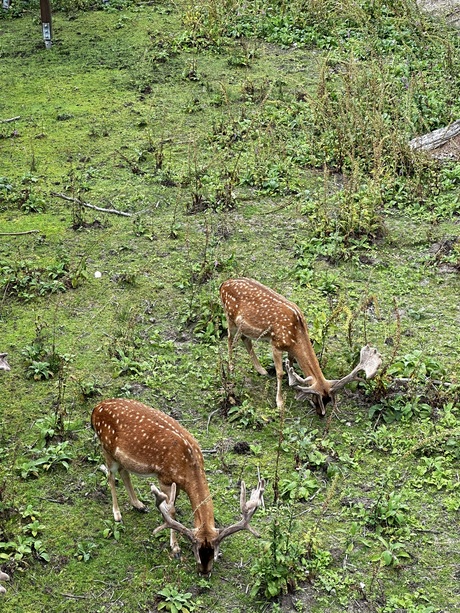 meer foto's wildpark