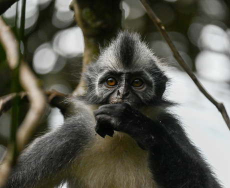 thomas leaf monkey