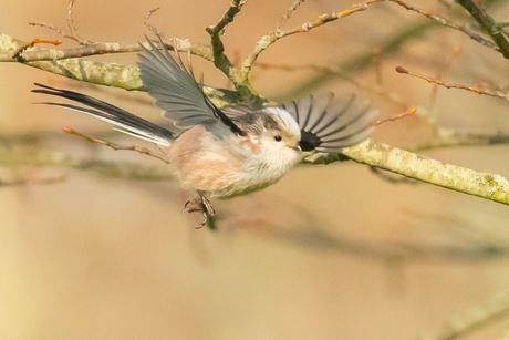 Staartmees in vrije vlucht