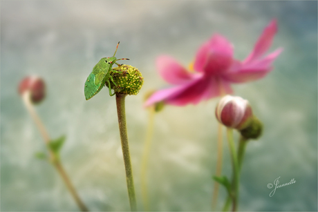 De groene schildwants!