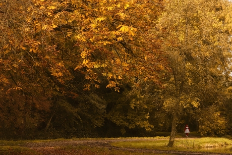 het kabouterbos