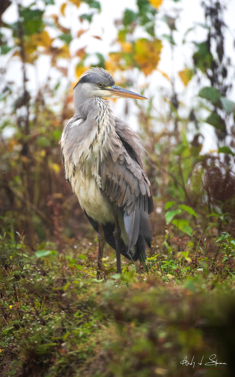 blauwe reiger