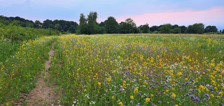 Mooi veld vol bloemen