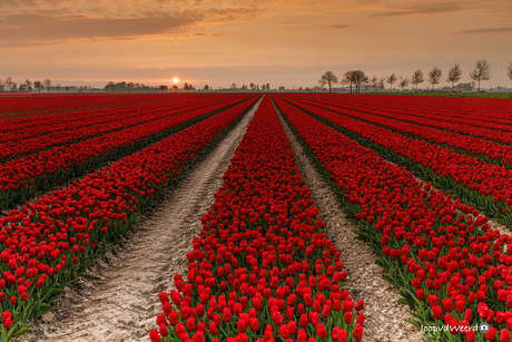 Tulpenveld bij zonsondergang