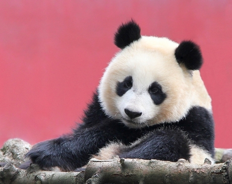 Jonge panda