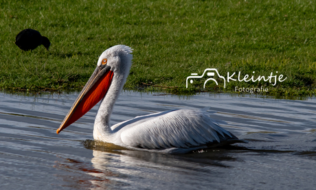 pelikaan in pijnacker