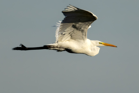 Grote zilverreiger