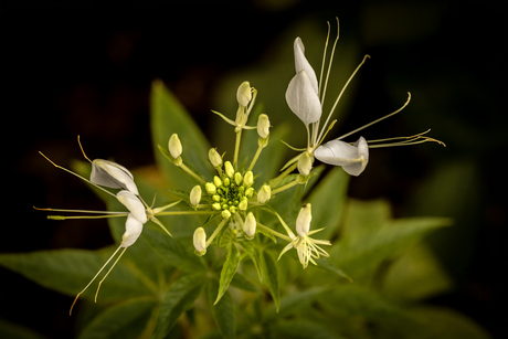 Bloemen op Madeira