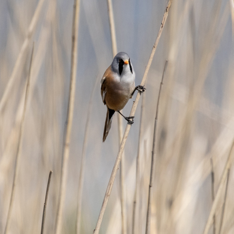 Baardmannetje