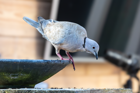 Hee ik kan nog een graantje meepikken ......