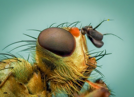 De strontvlieg (Scathophaga stercoraria) is een insect uit de familie drekvliegen.