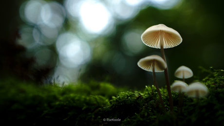 Paddenstoelen van onder