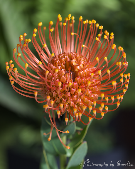 Leucospermum cordifolium