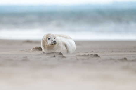 Grijze zeehond pup