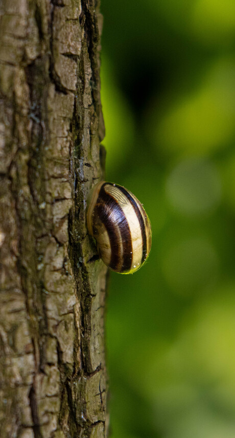 Natuurlijke prachtpatronen