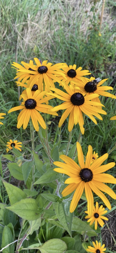 Rudbeckia hirta