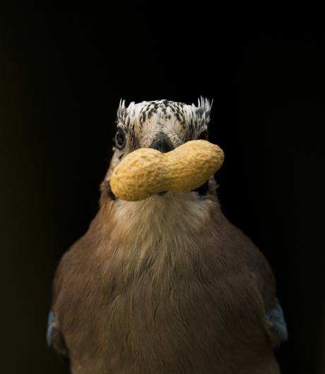 Vogel portrait 