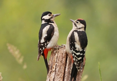 grote bonte spechten