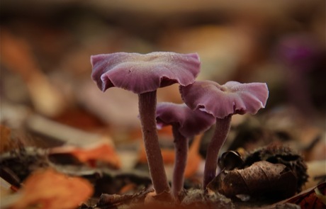 Het rodekoolzwammetje. 