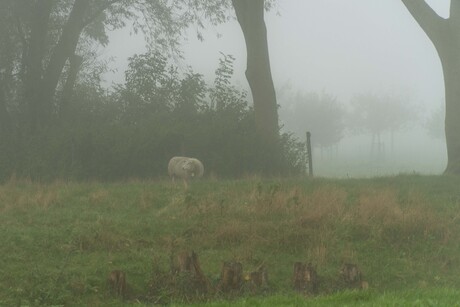  eenzame dromerig in de mist 