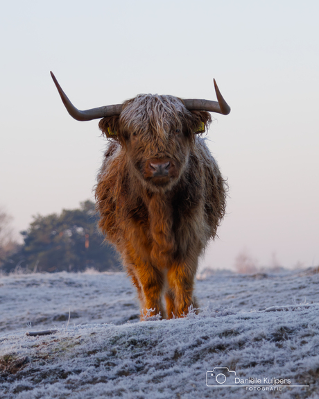 Schotse hooglander 