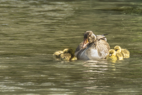 Lente