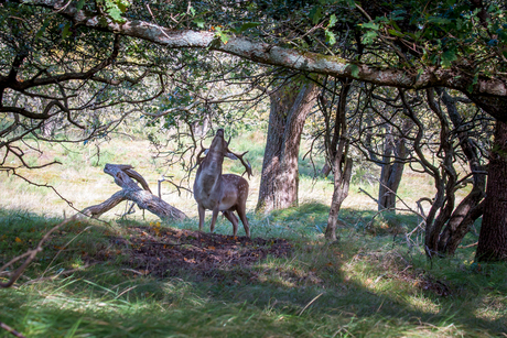 Amsterdamse Waterleidingduinen 02-10-2022