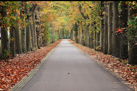 Herfstlaantje