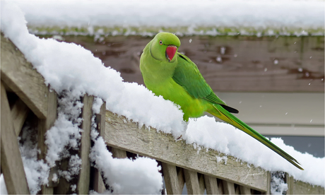 Koude pootjes........