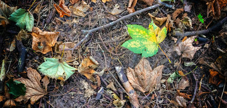 Herfst